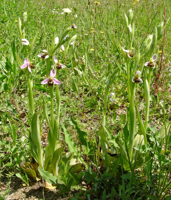 Orchidee del Chianti - Ophrys sphegodes e altre...